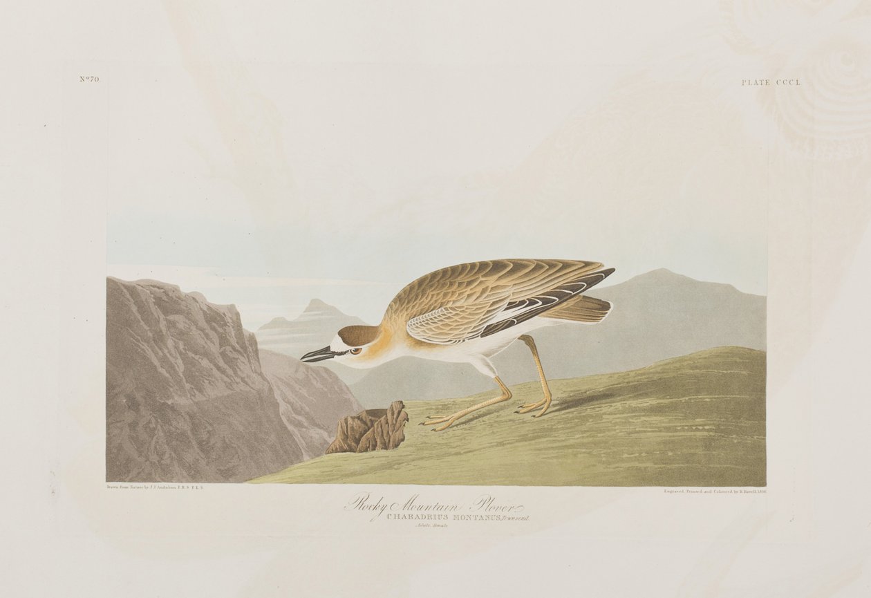 Illustration fra 