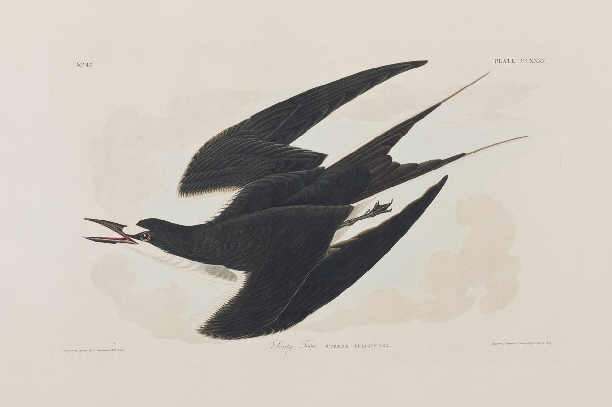 Illustration fra 