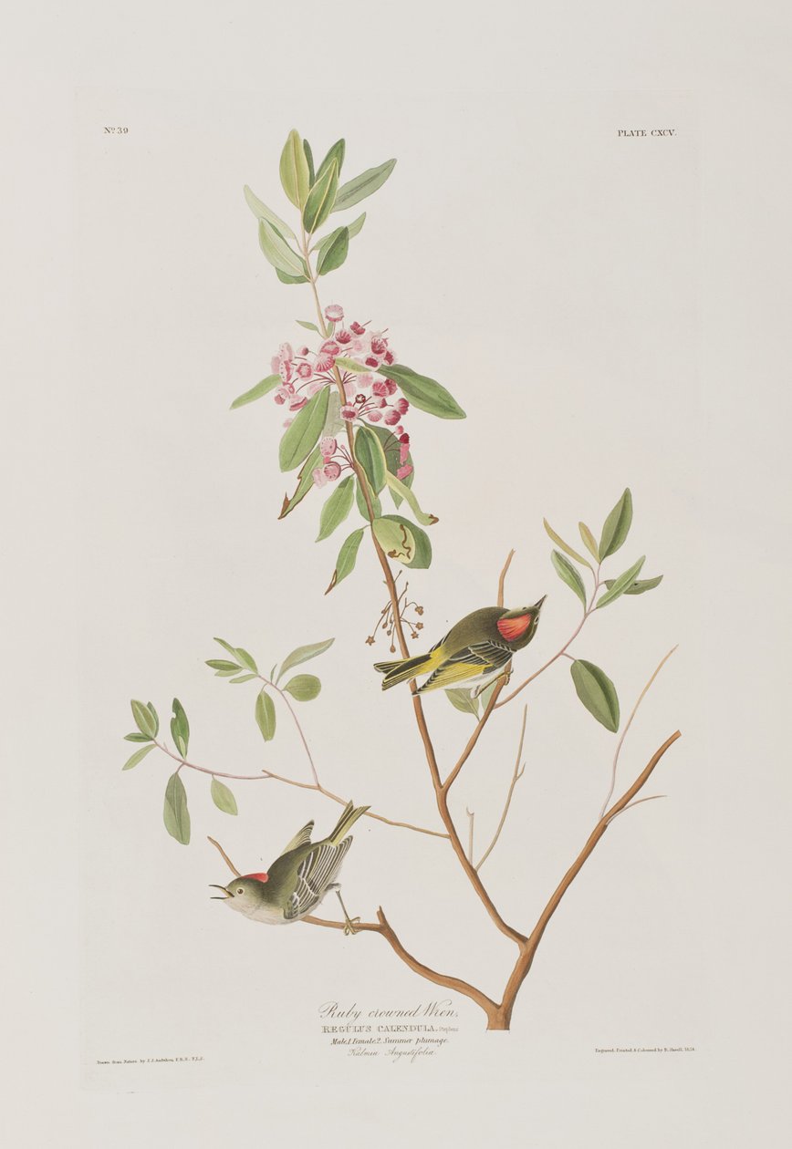 Illustration fra 