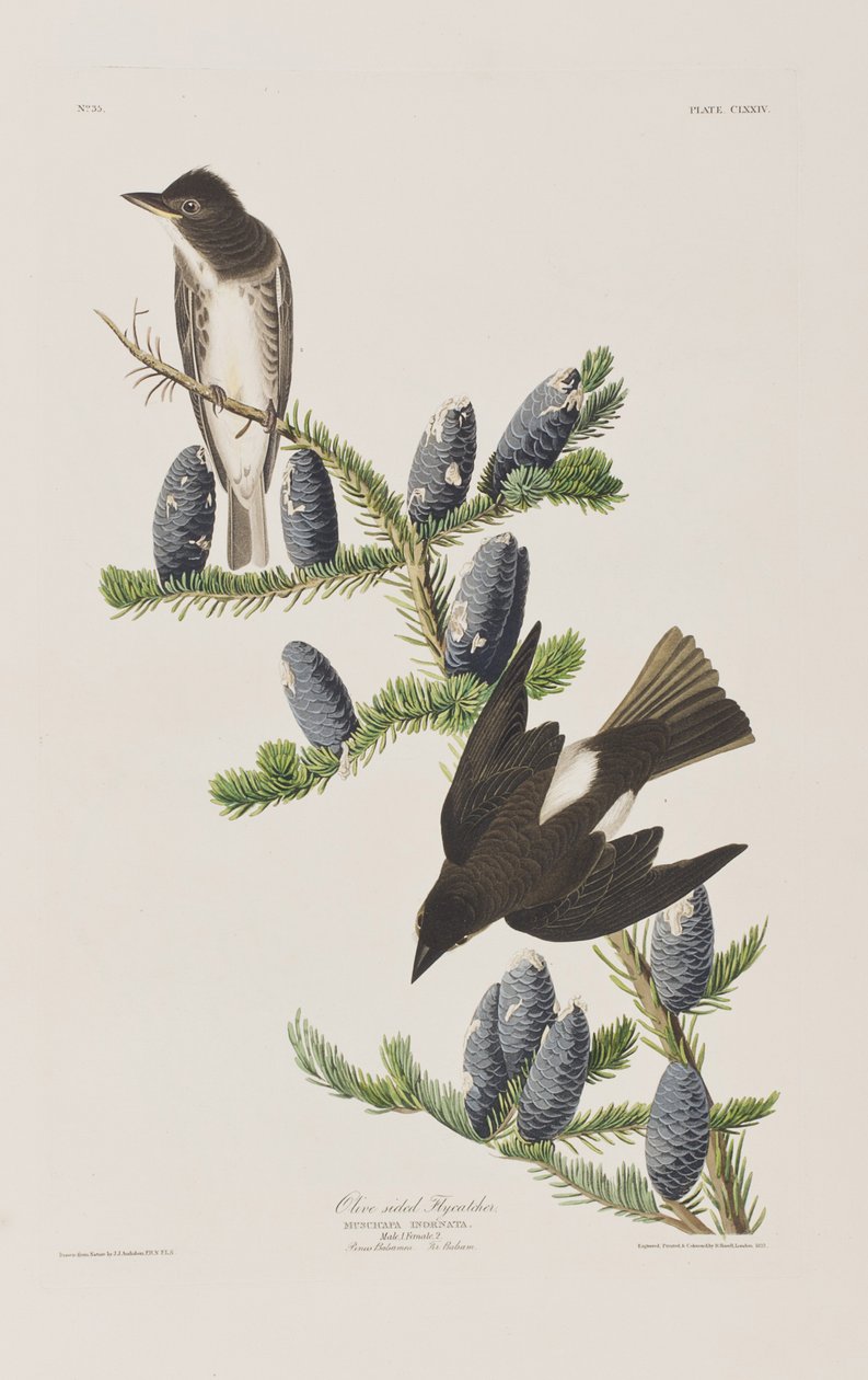 Illustration fra 