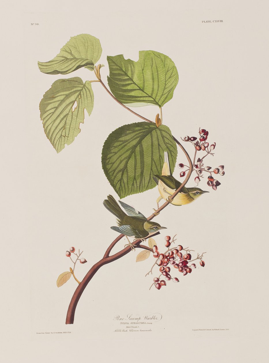 Illustration fra 