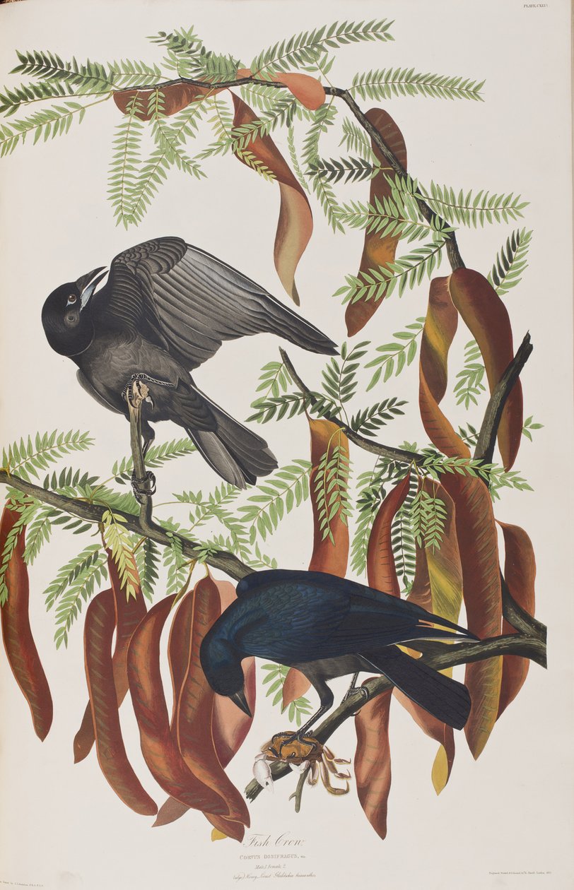 Illustration fra 