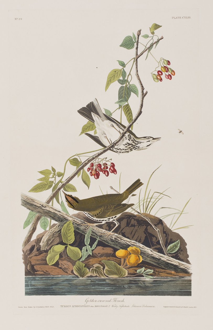 Illustration fra 