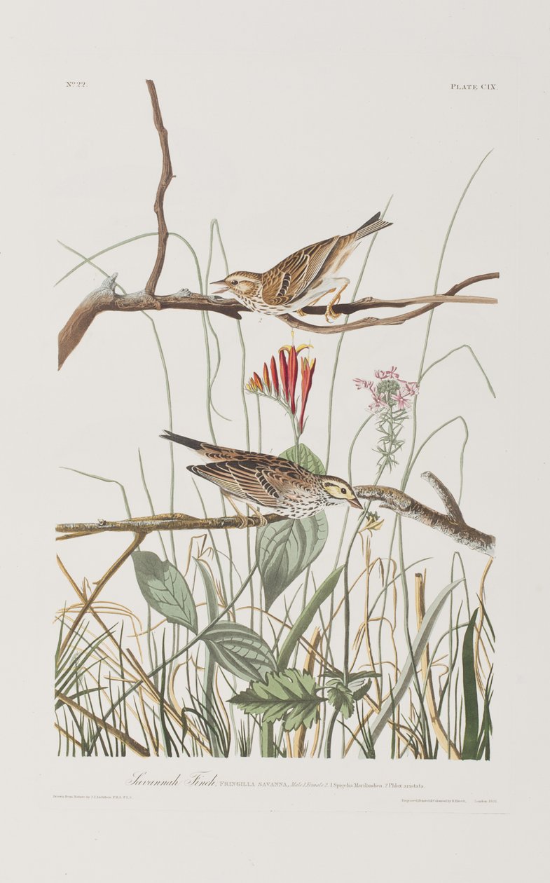 Illustration fra 