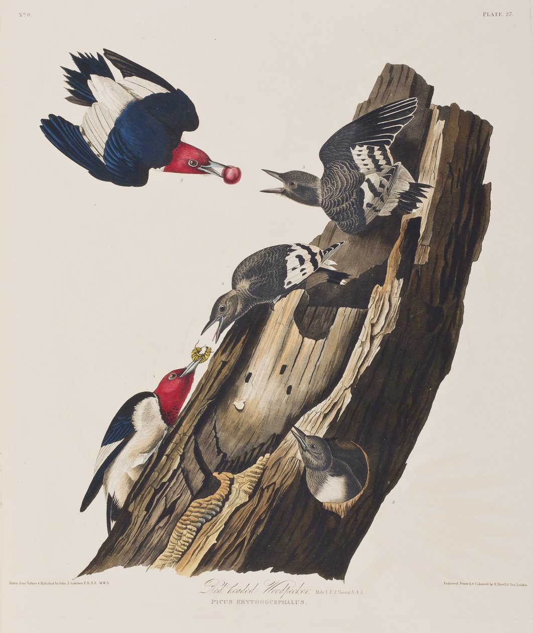 Illustration fra 