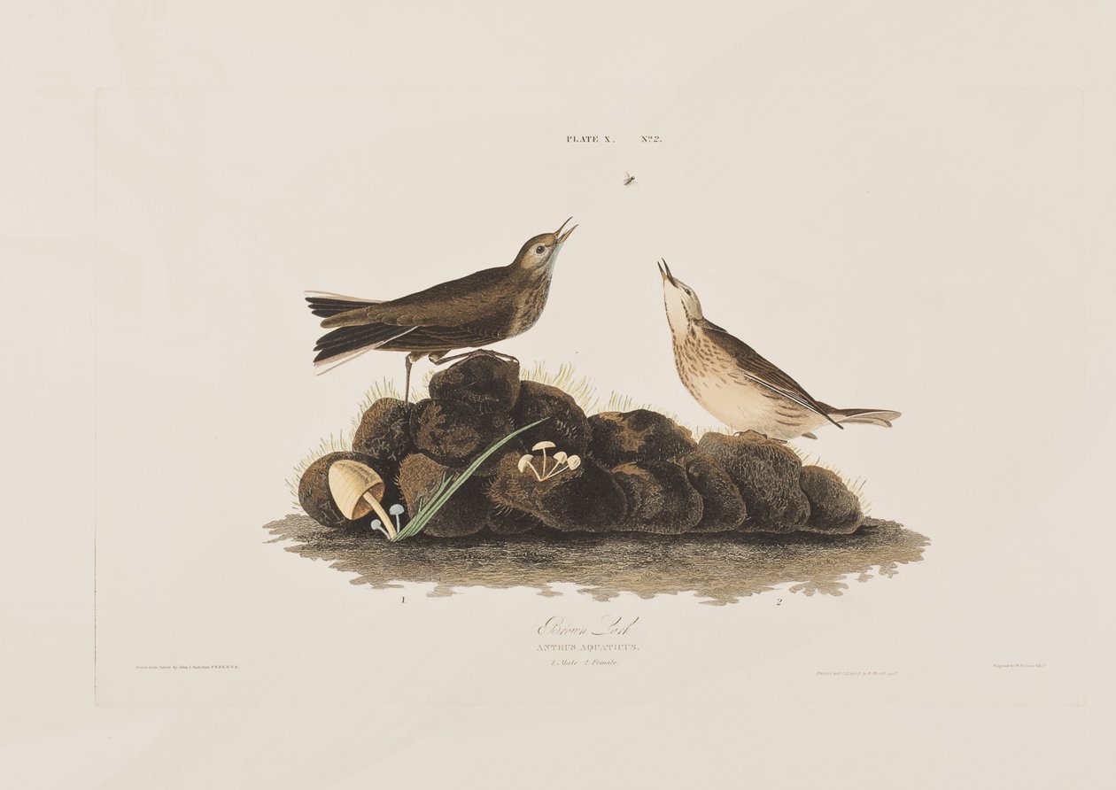 Illustration fra 