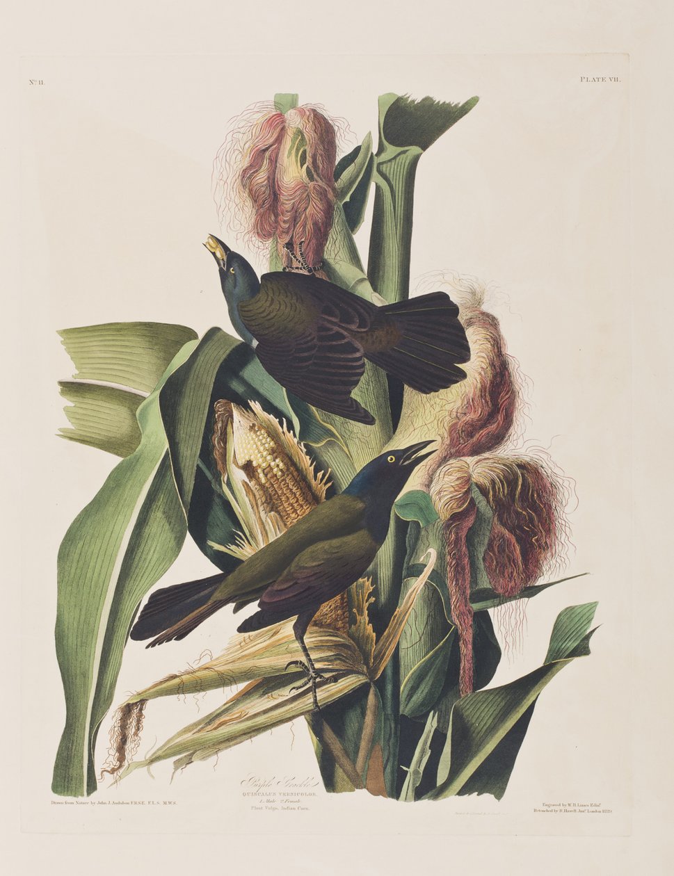 Illustration fra 