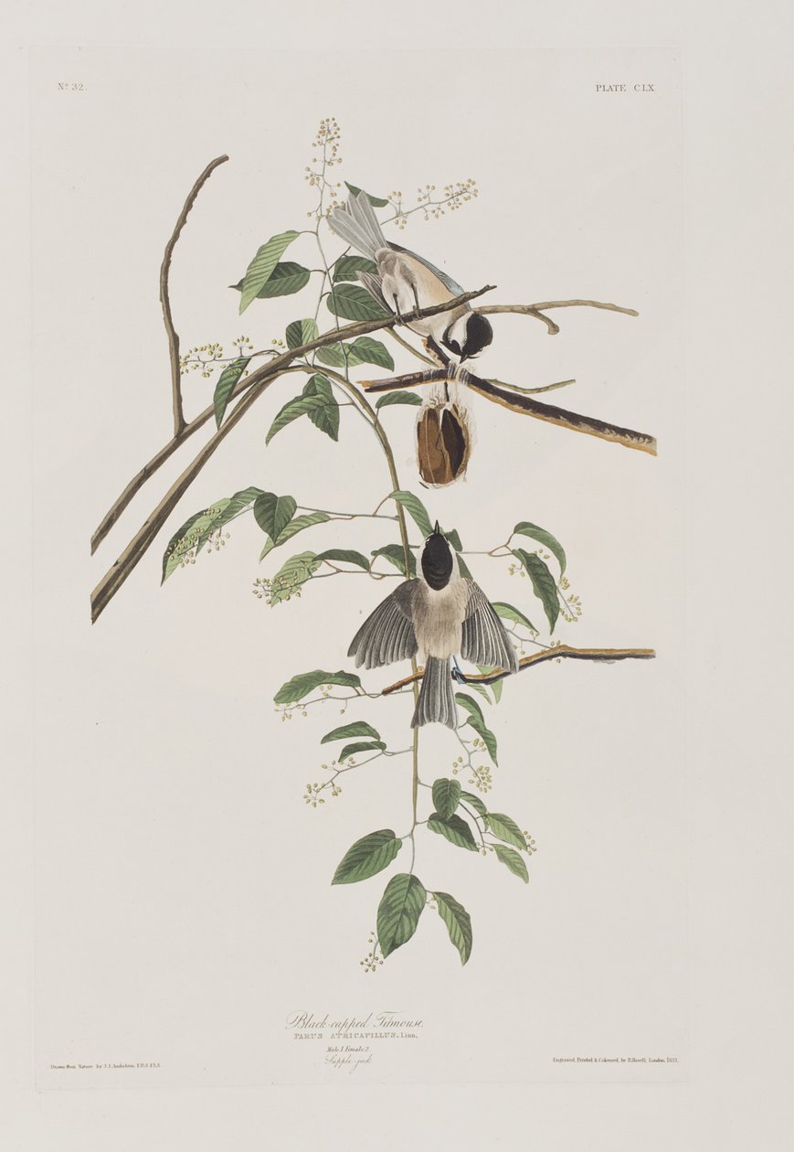 Illustration fra 