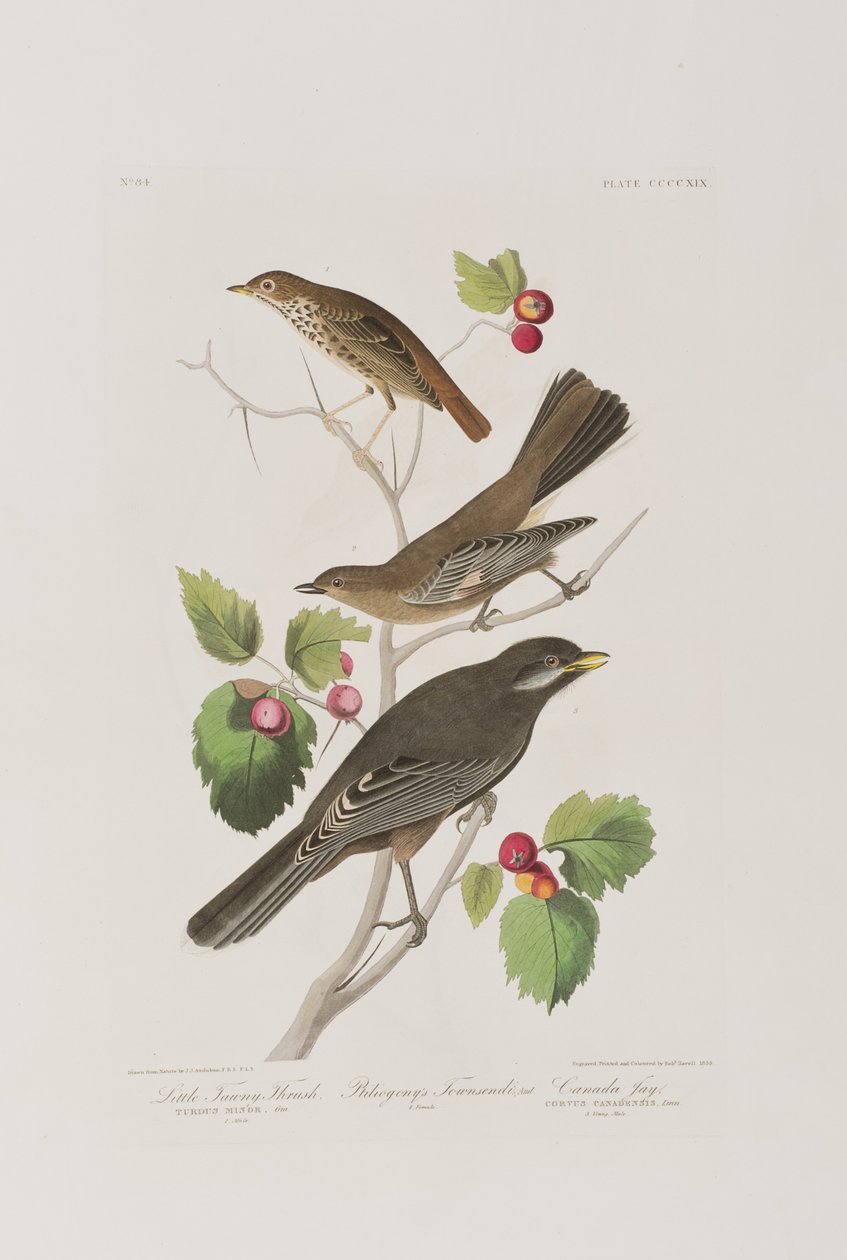 Illustration fra 