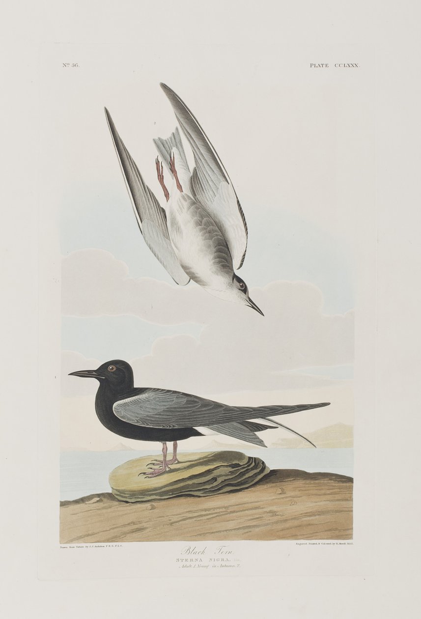Illustration fra 