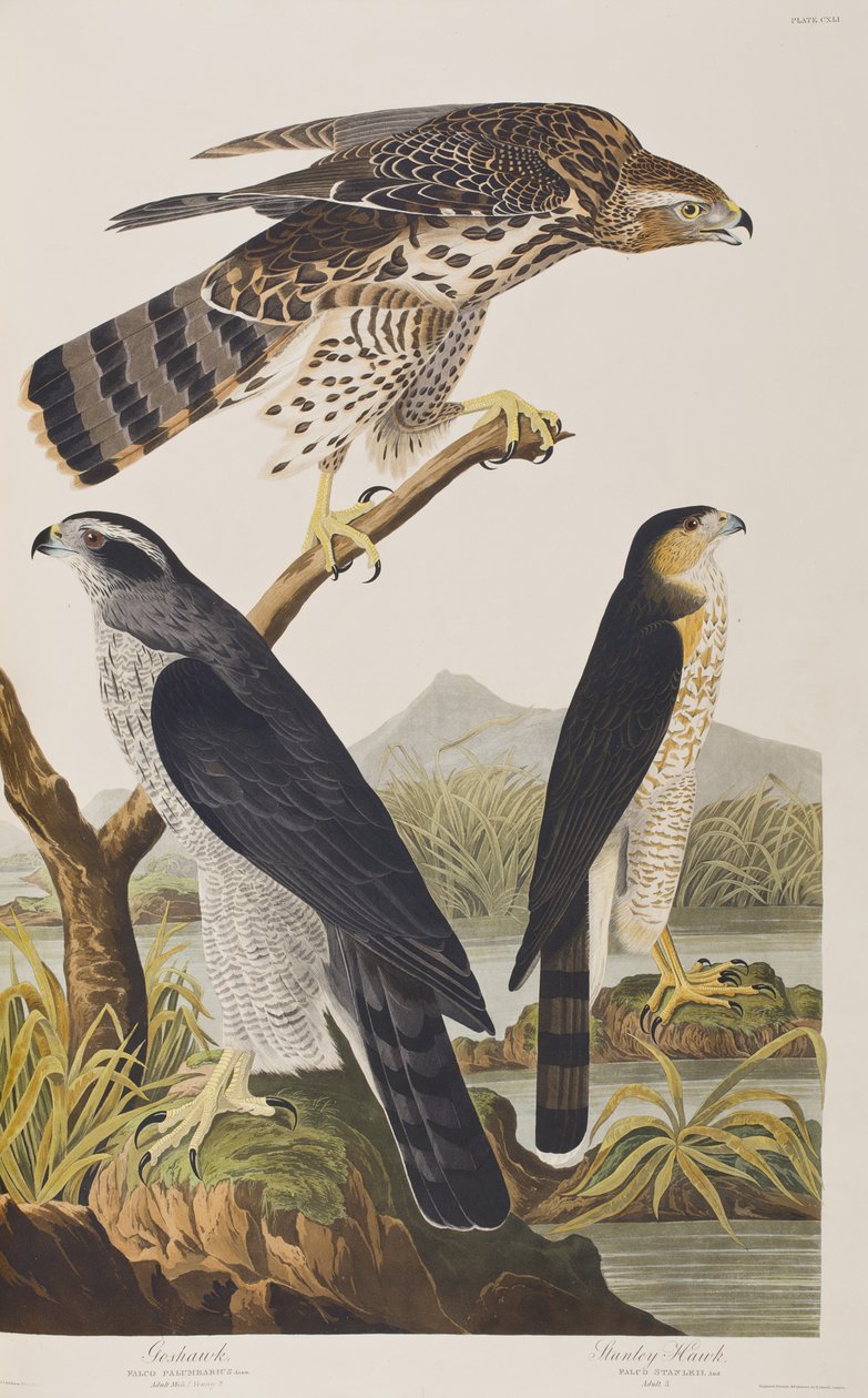 Illustration fra 