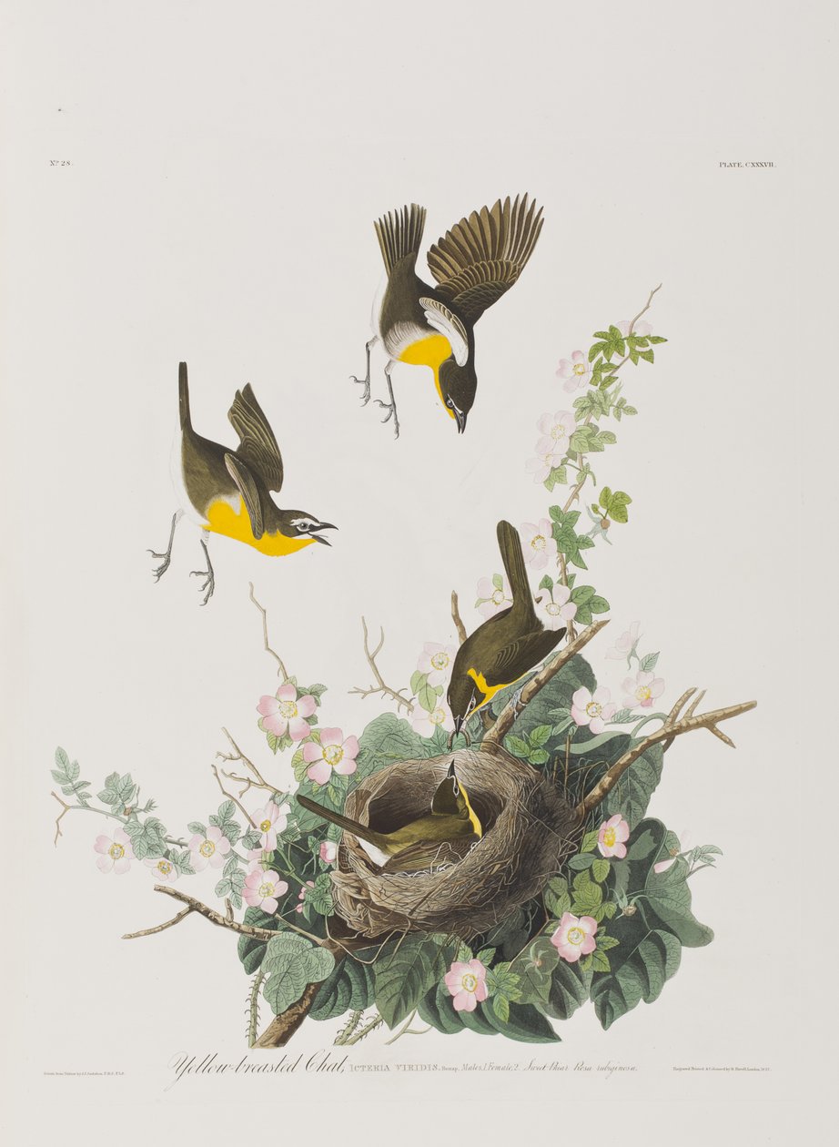Illustration fra 