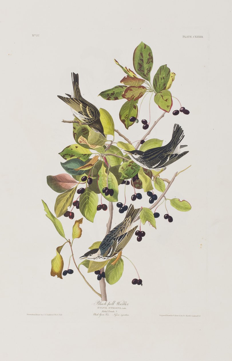 Illustration fra 