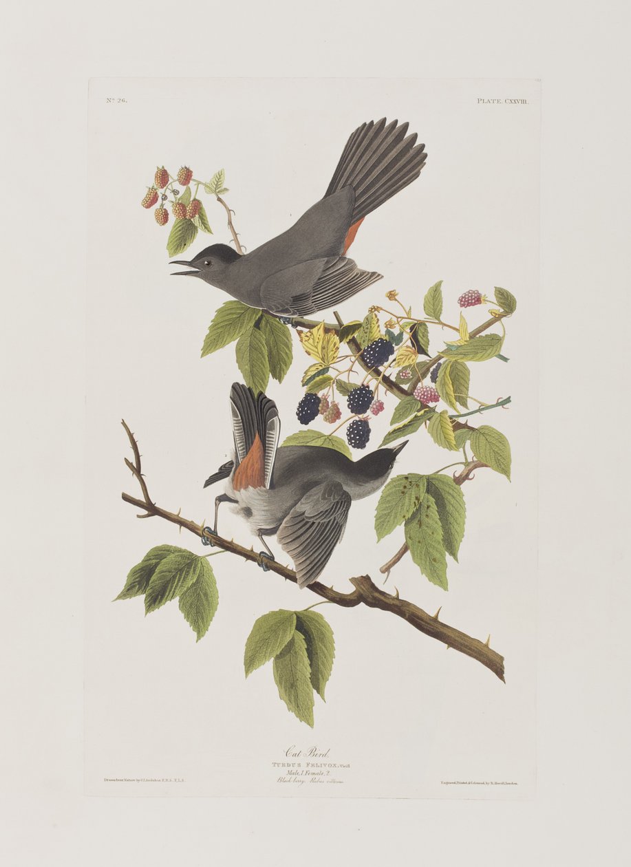 Illustration fra 