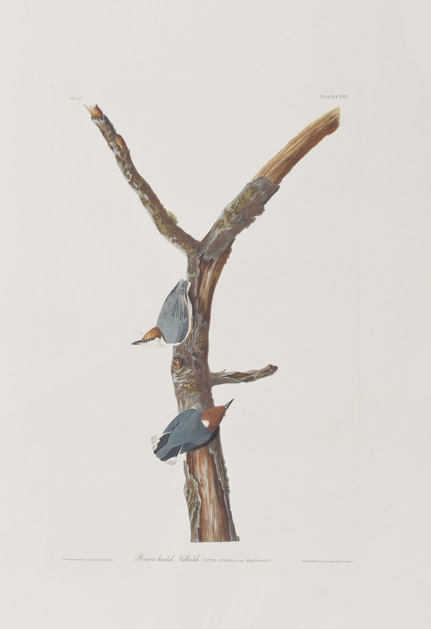 Illustration fra 