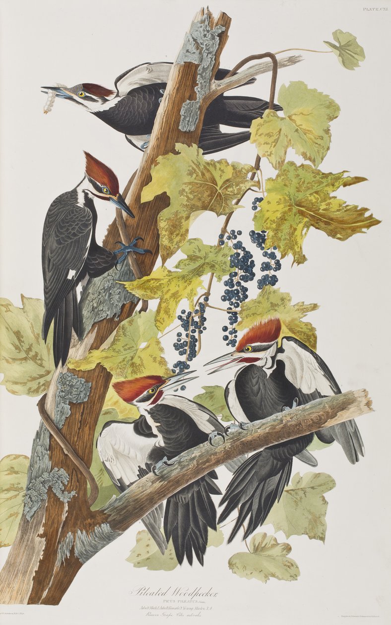 Illustration fra 