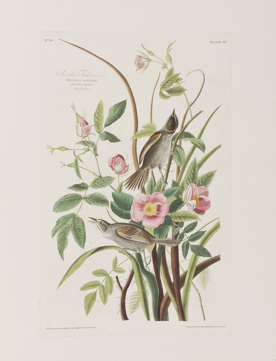 Illustration fra 