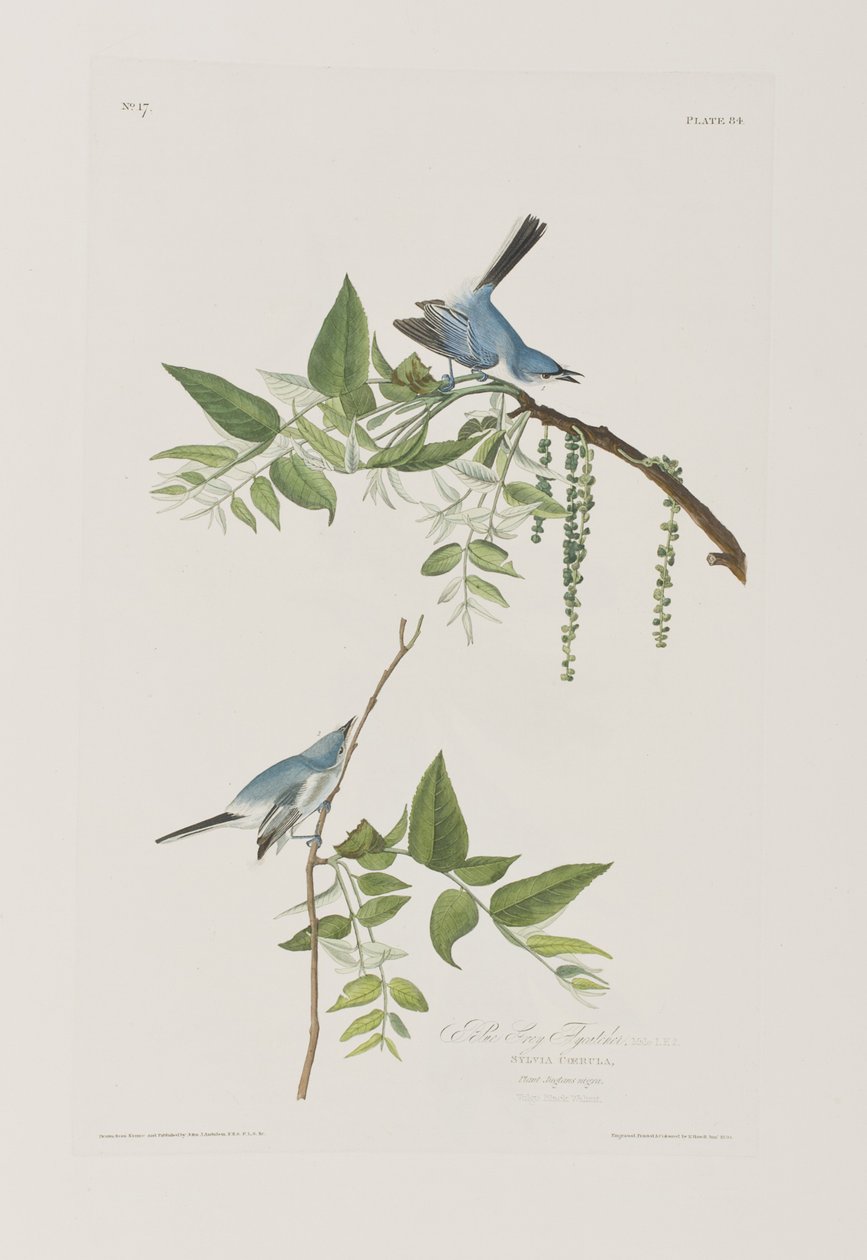 Illustration fra 