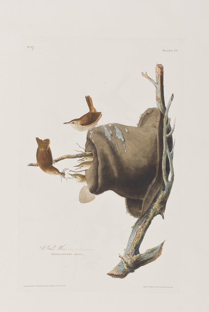 Illustration fra 