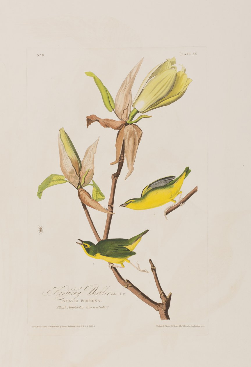 Illustration fra 