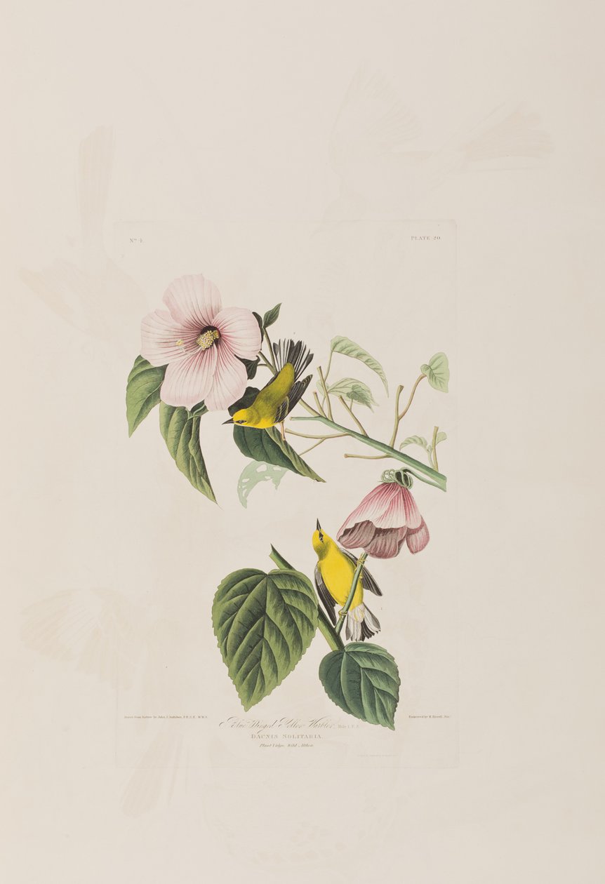 Illustration fra 