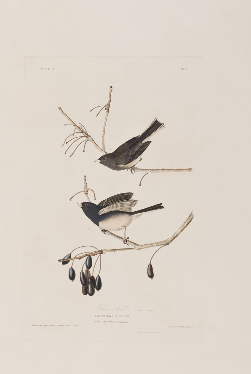 Illustration fra 