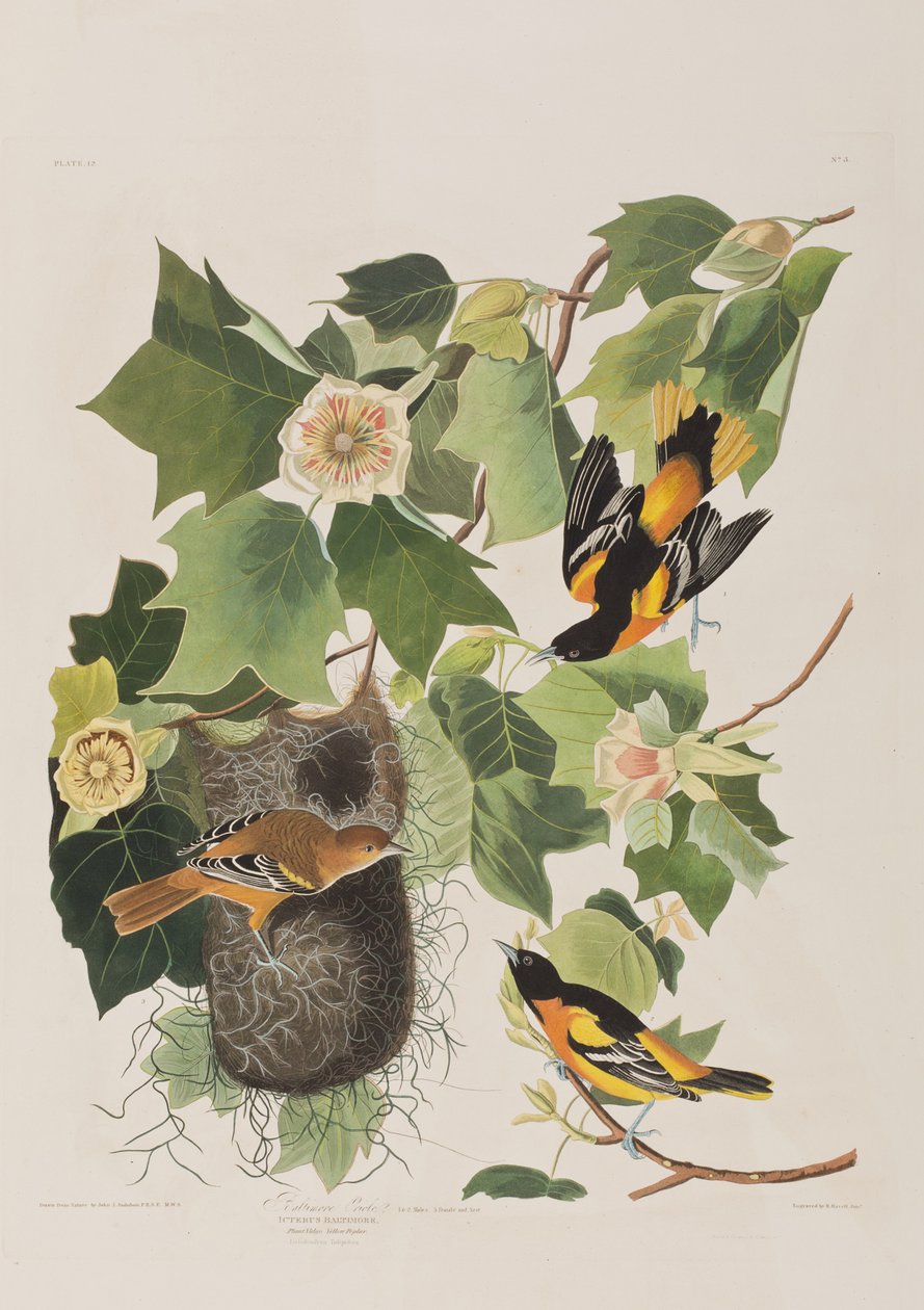 Illustration fra 
