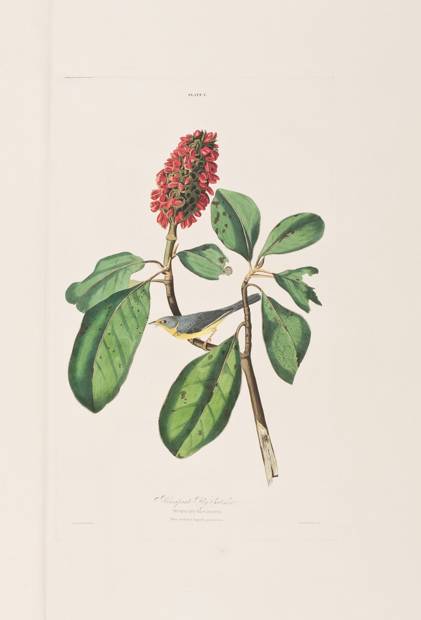 Illustration fra 