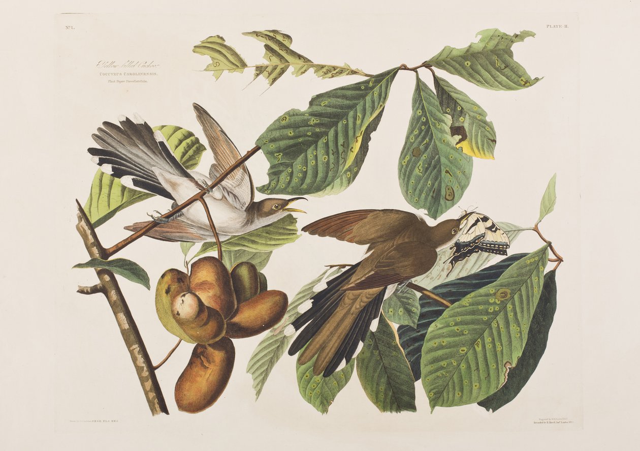 Illustration fra 