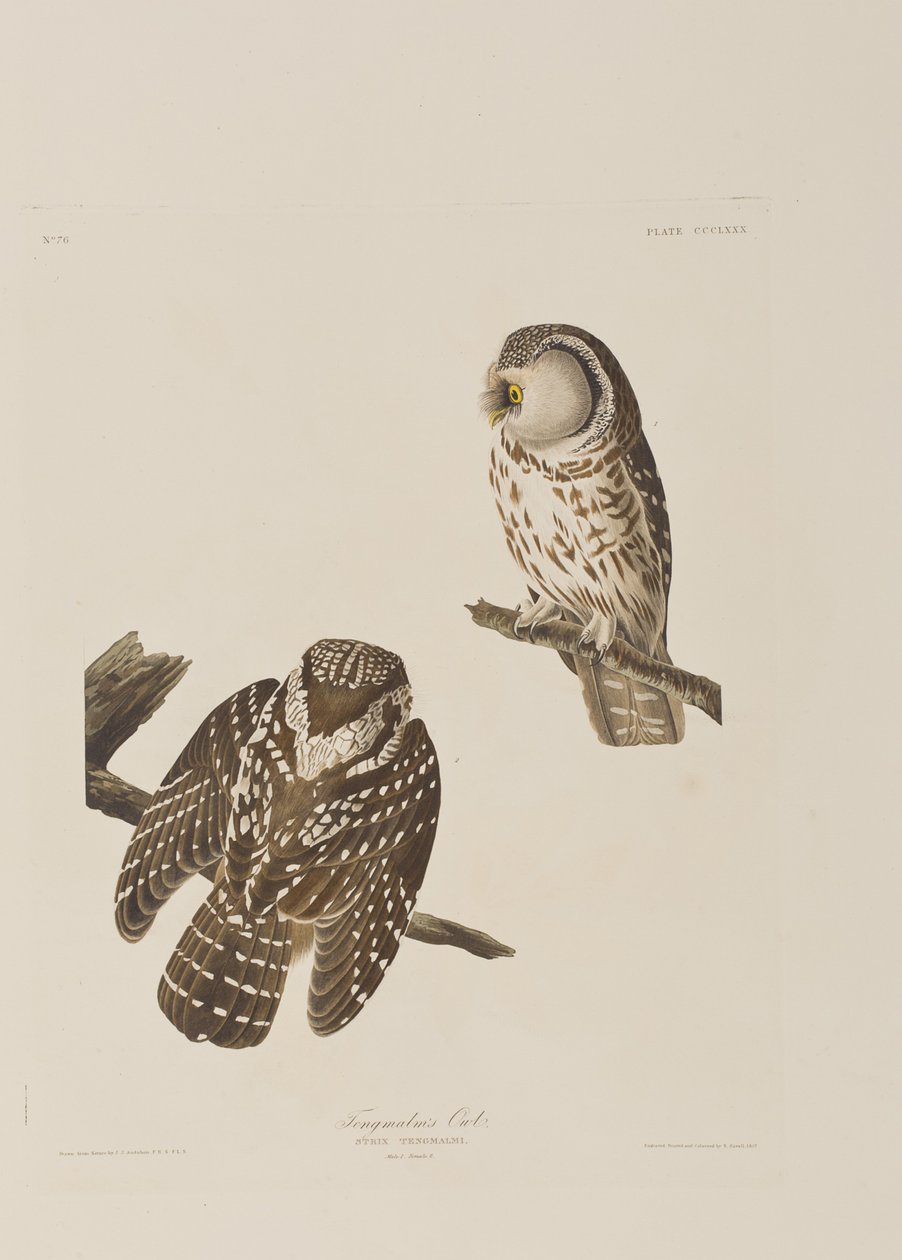 Illustration fra 