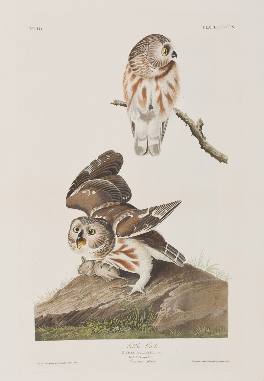 Illustration fra 