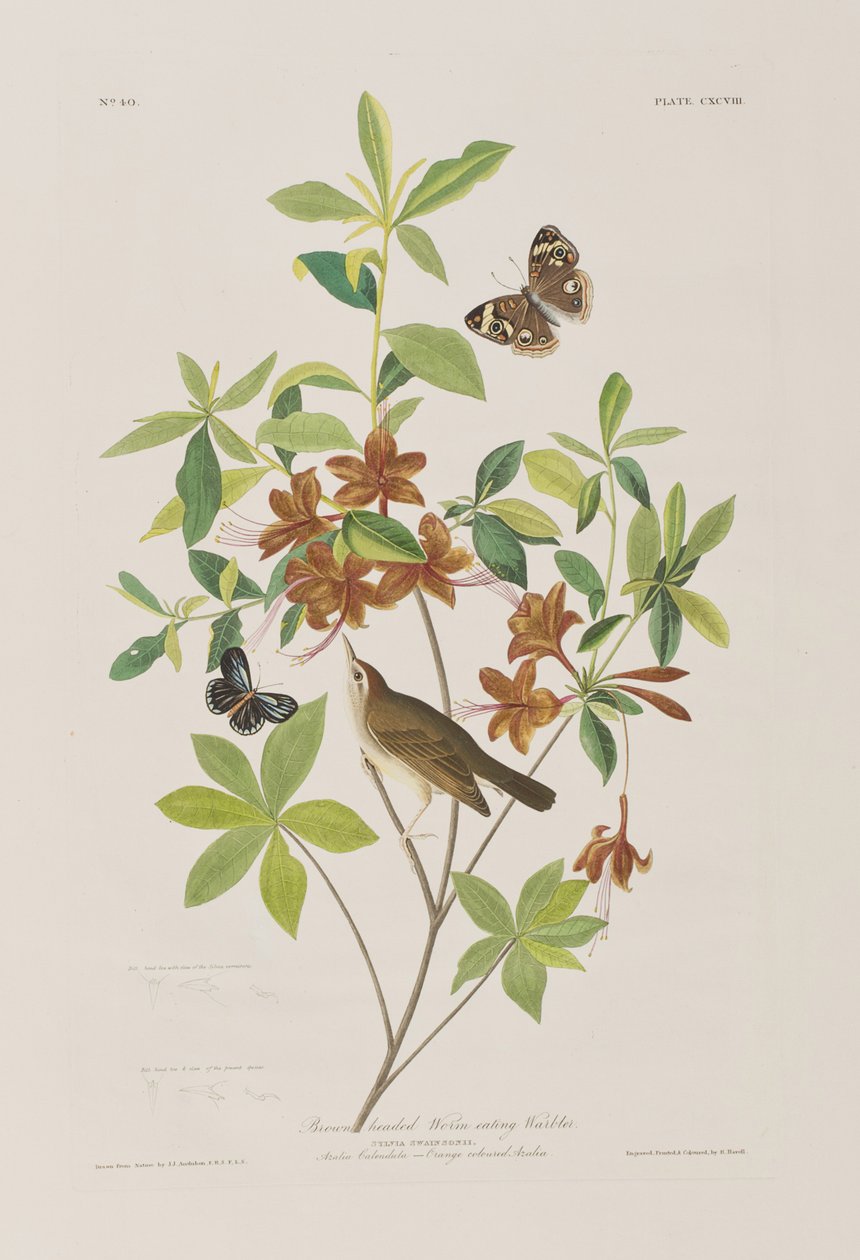 Illustration fra 