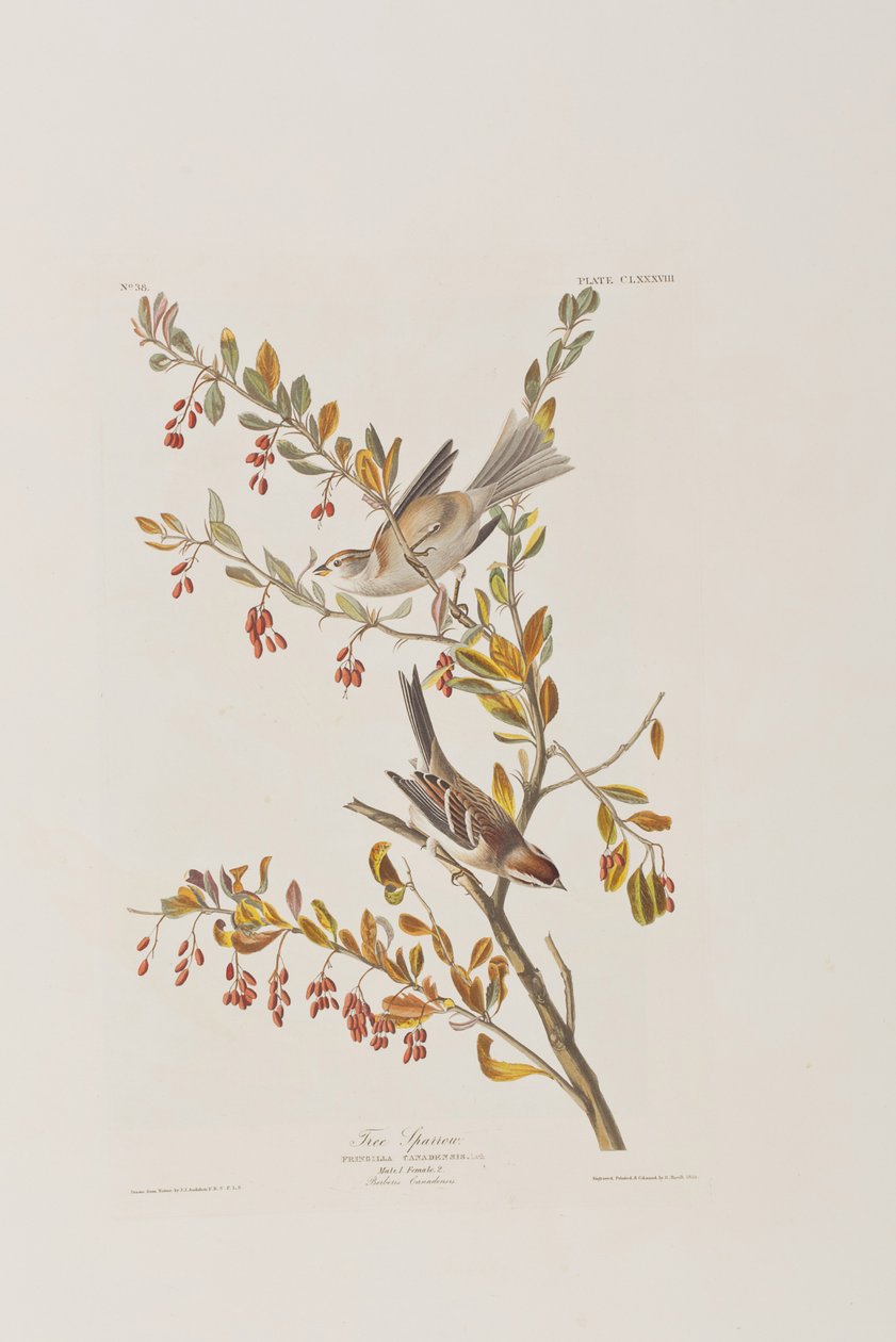 Illustration fra 
