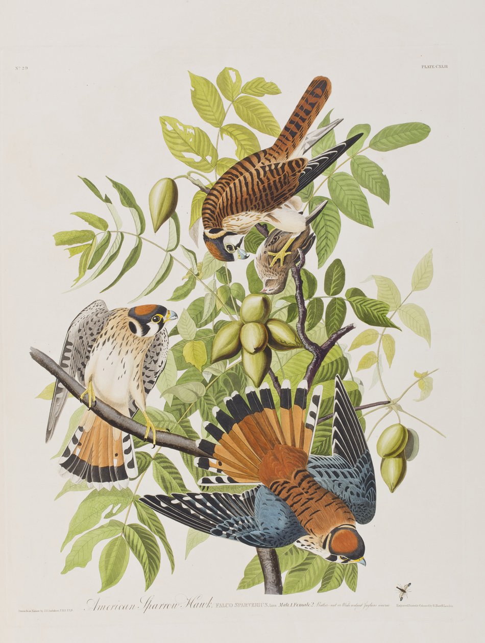 Illustration fra 