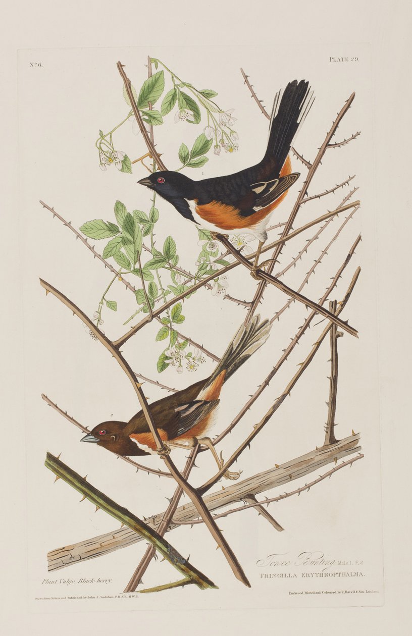 Illustration fra 