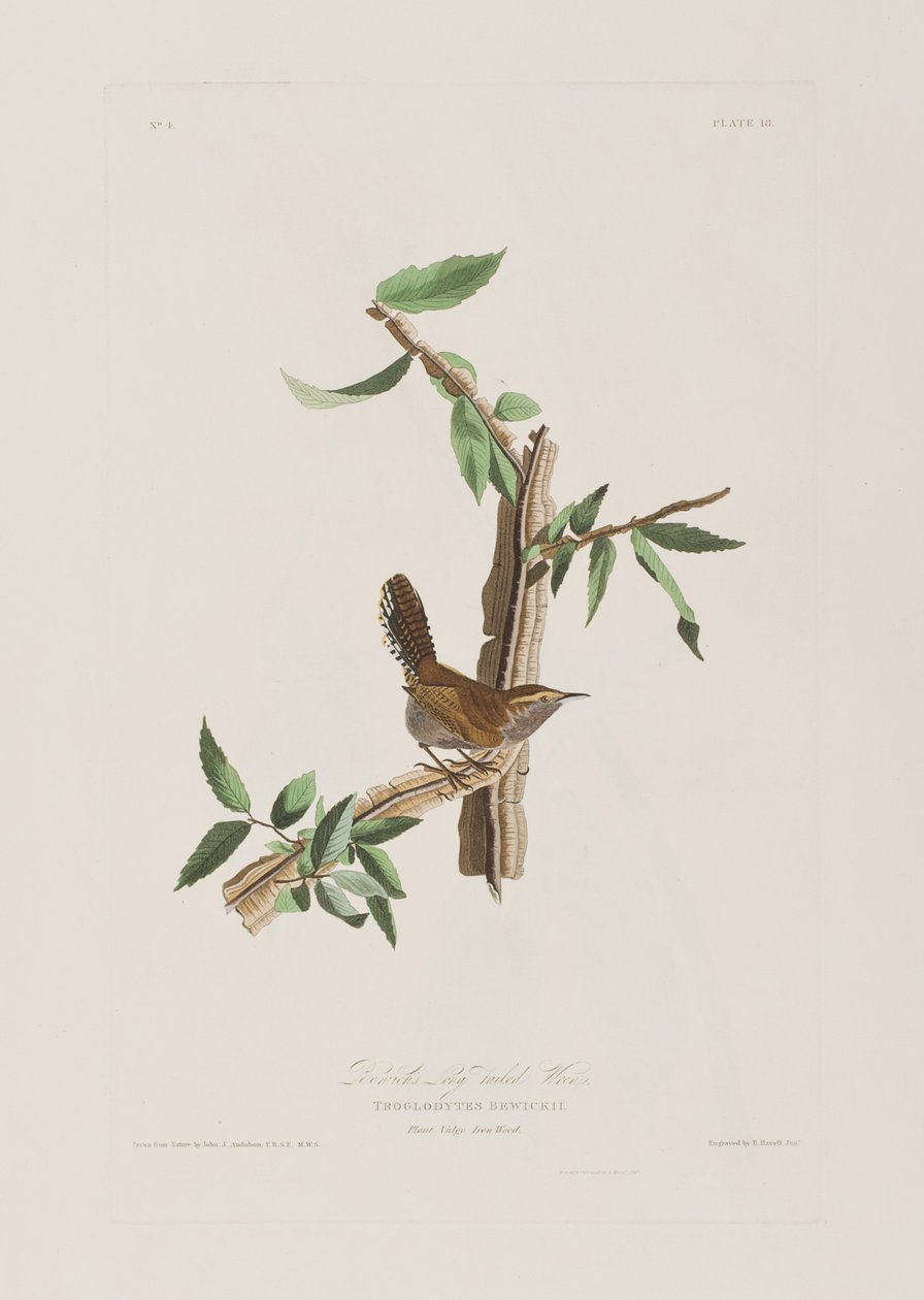 Illustration fra 