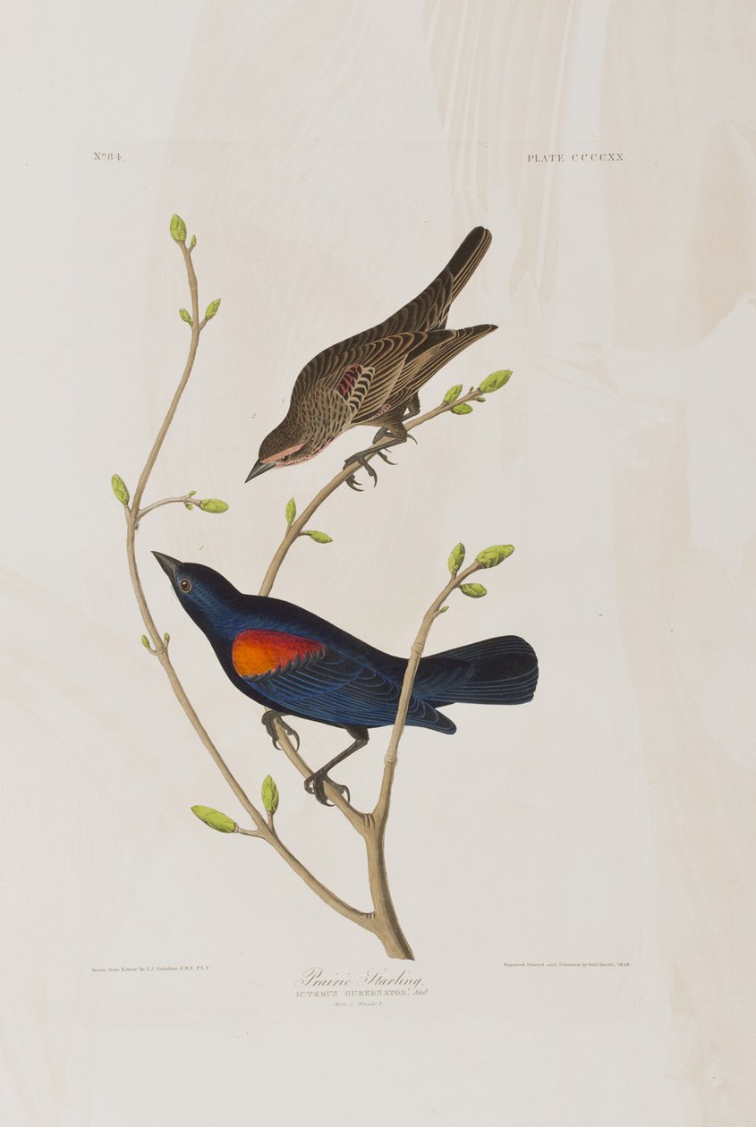 Illustration fra 