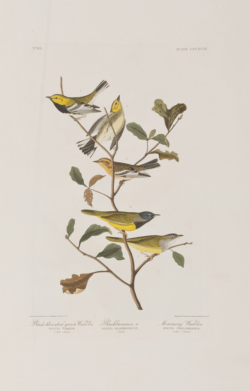 Illustration fra 