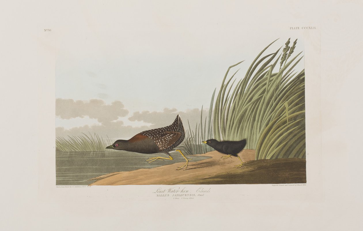 Illustration fra 