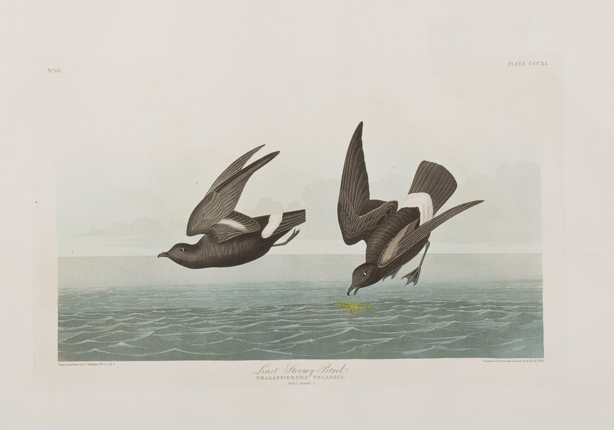 Illustration fra 