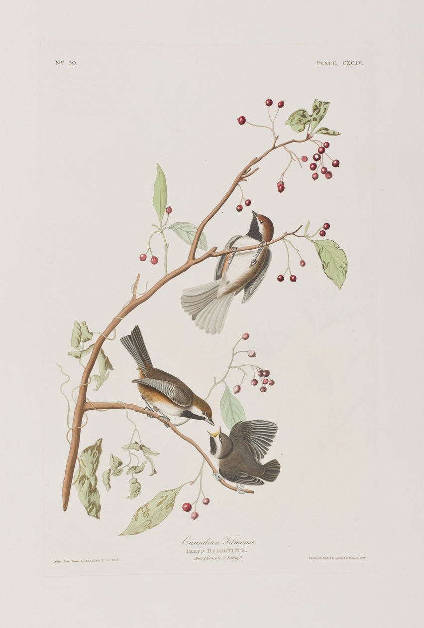 Illustration fra 