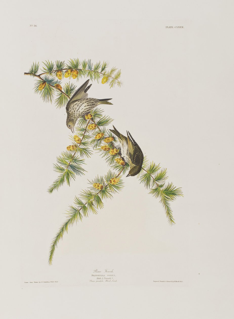 Illustration fra 