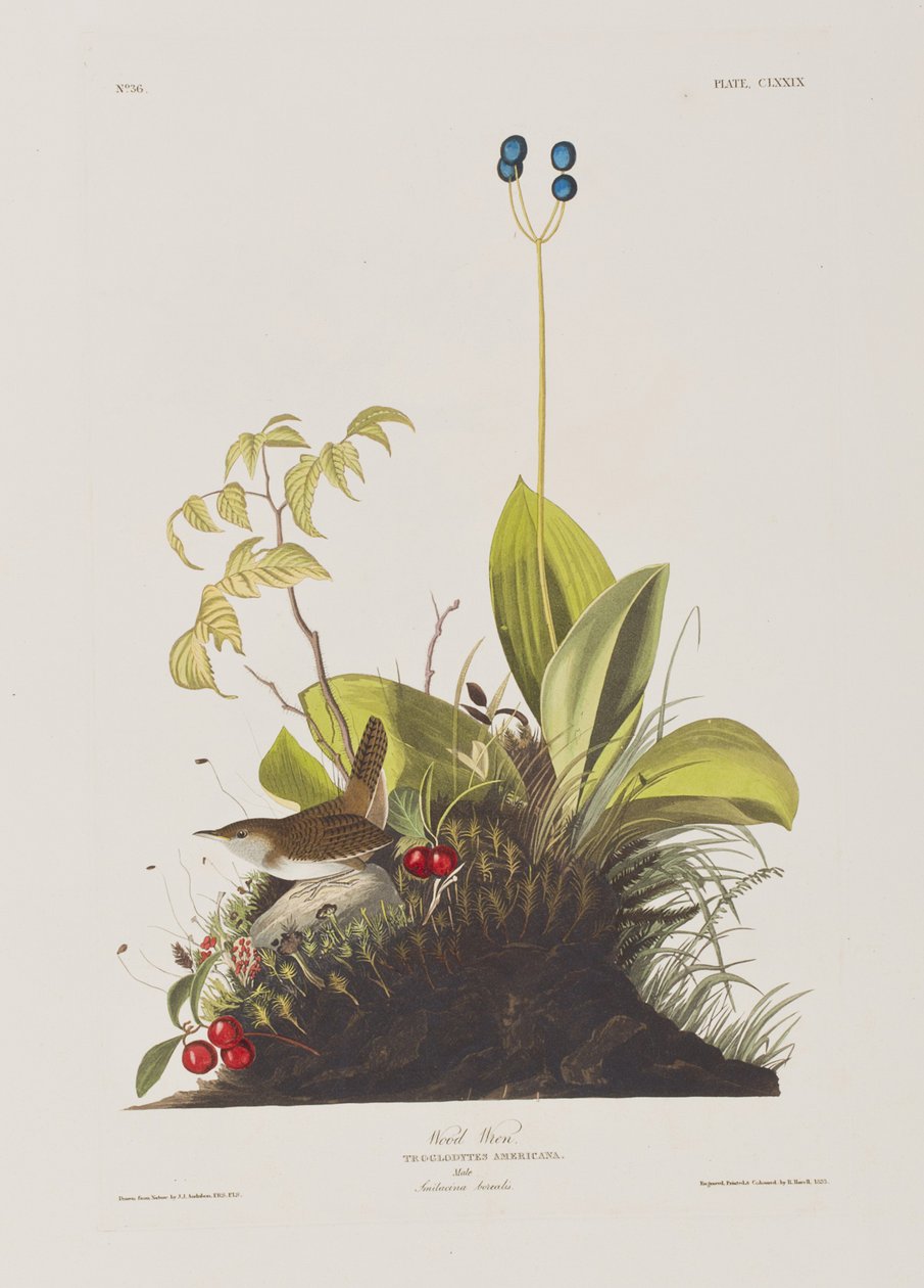 Illustration fra 