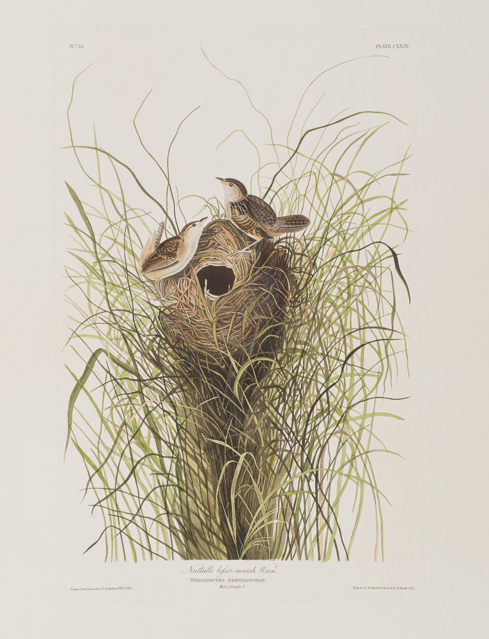 Illustration fra 