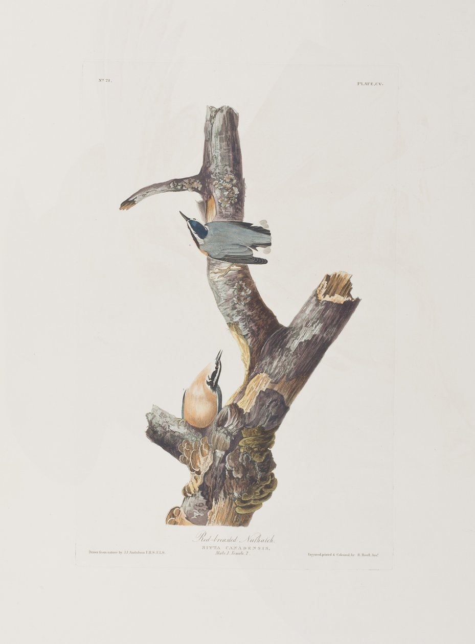 Illustration fra 