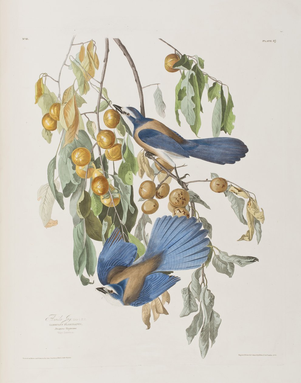 Illustration fra 