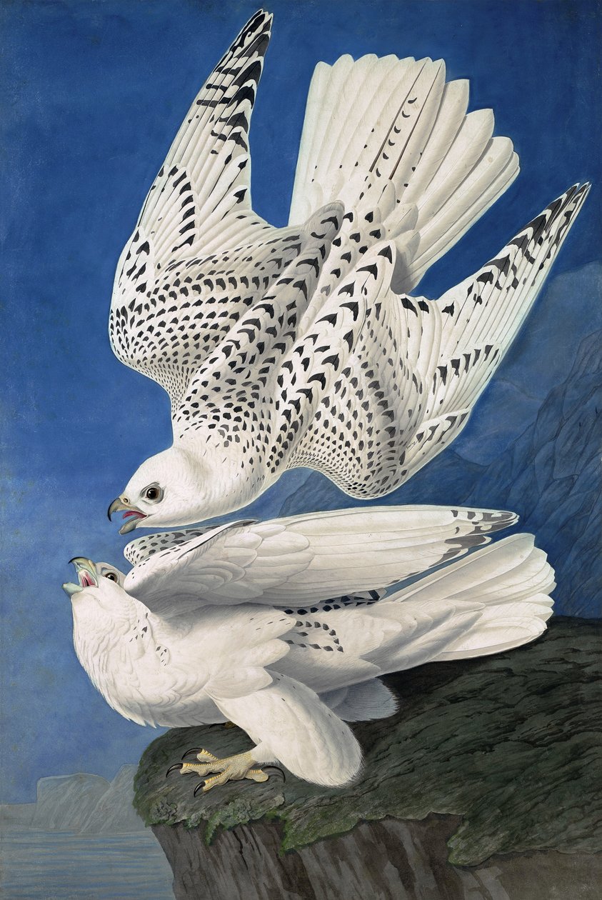 Jer eller Island Falcon, Falco Islandicus, , fra "The Birds of America" af John J. Audubon, pub. 1827-38 af John James Audubon