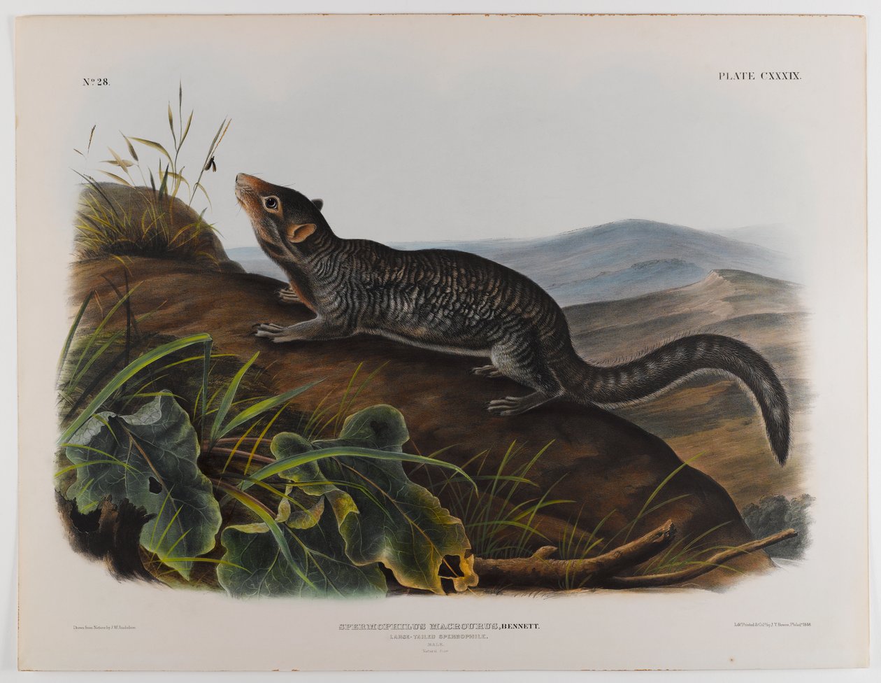 Storhale spermofil af John James Audubon
