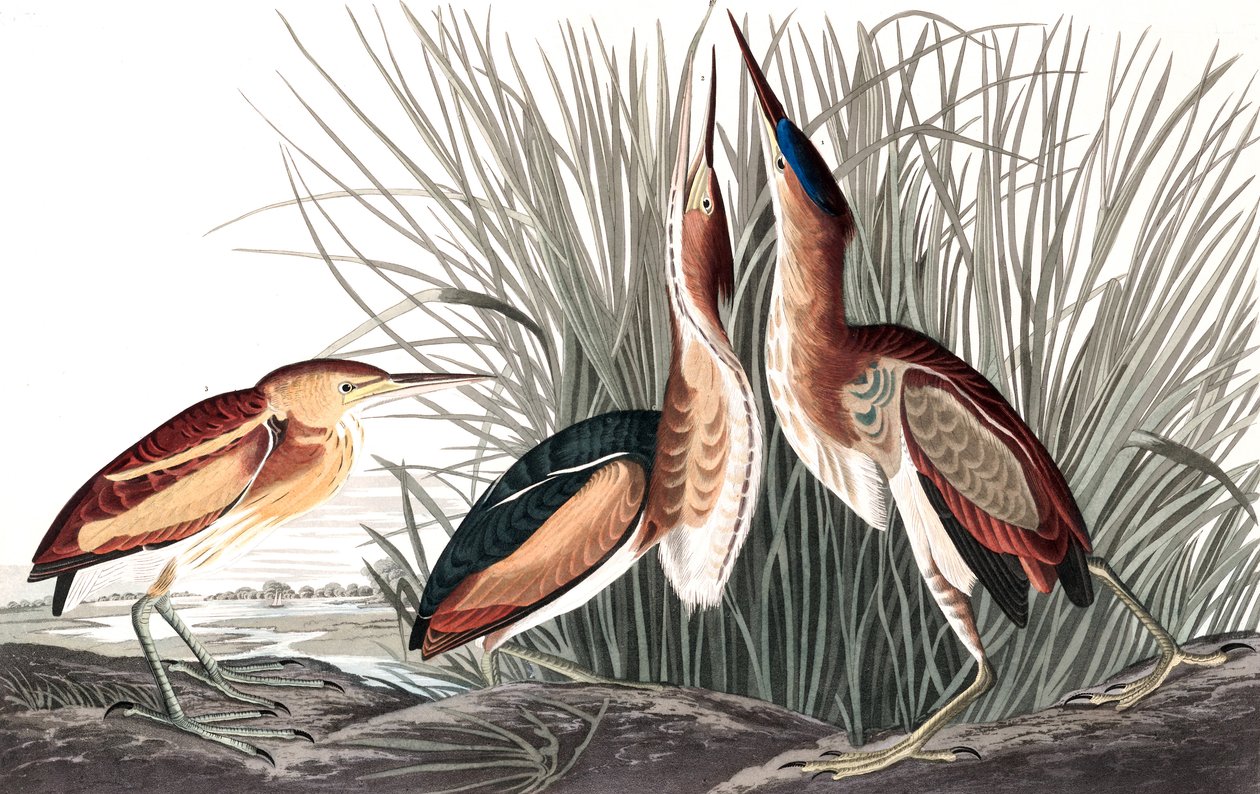 Least Bittern, Ixobrychus Exilis, fra "The Birds of America" af John J. Audubon, pub. 1827-38 (og farvet gravering) af John James Audubon