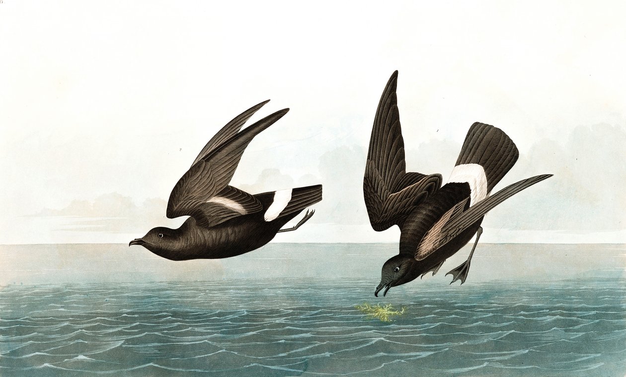 Least Stormy Petrel, Thalassidroma Pelagica, fra "The Birds of America" af John J. Audubon, pub. 1827-38 af John James Audubon
